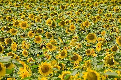 《龙腾世纪4》通关率仅0.2% 是玩不下去还是沉迷支线？